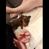 Dachshund (Miniature Smooth Haired)