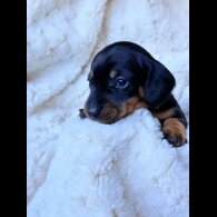 Dachshund (Miniature Smooth Haired)