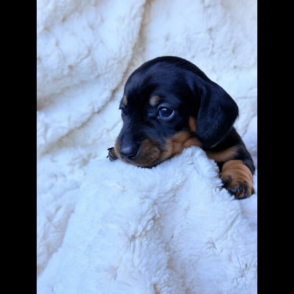 Dachshund (Miniature Smooth Haired)