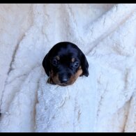 Dachshund (Miniature Smooth Haired)