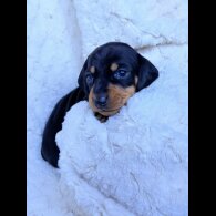 Dachshund (Miniature Smooth Haired)