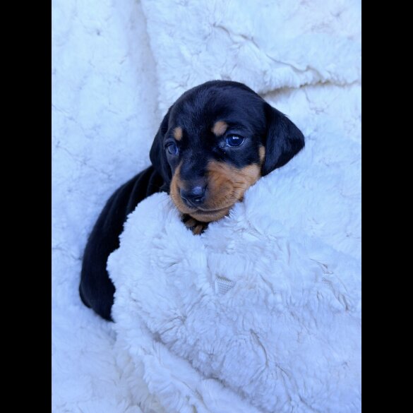 Dachshund (Miniature Smooth Haired)