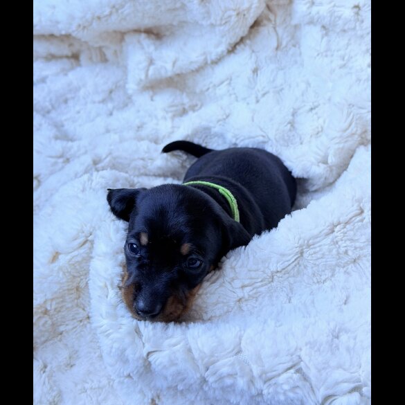 Dachshund (Miniature Smooth Haired)