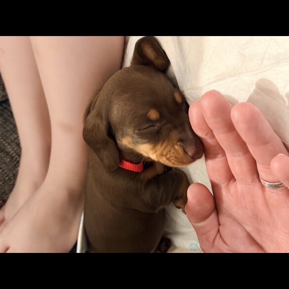 Dachshund (Miniature Smooth Haired)