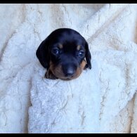 Dachshund (Miniature Smooth Haired)