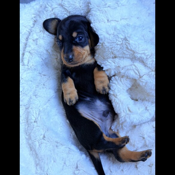 Dachshund (Miniature Smooth Haired)