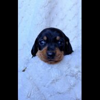 Dachshund (Miniature Smooth Haired)