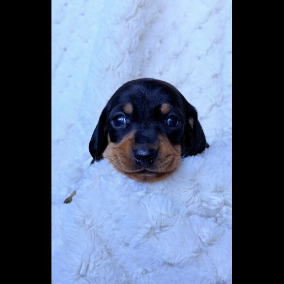 Dachshund (Miniature Smooth Haired)