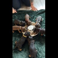 Dachshund (Miniature Smooth Haired)