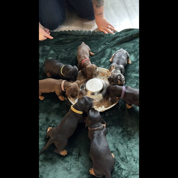 Dachshund (Miniature Smooth Haired)