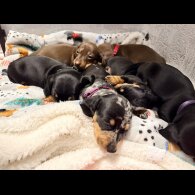 Dachshund (Miniature Smooth Haired)