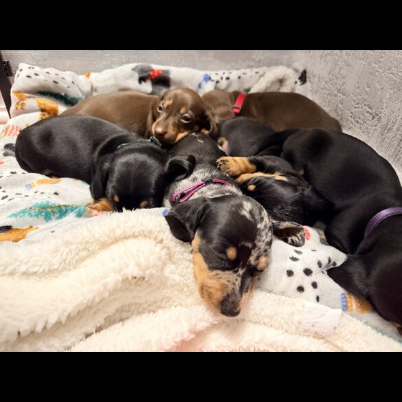 Dachshund (Miniature Smooth Haired)