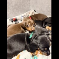 Dachshund (Miniature Smooth Haired)