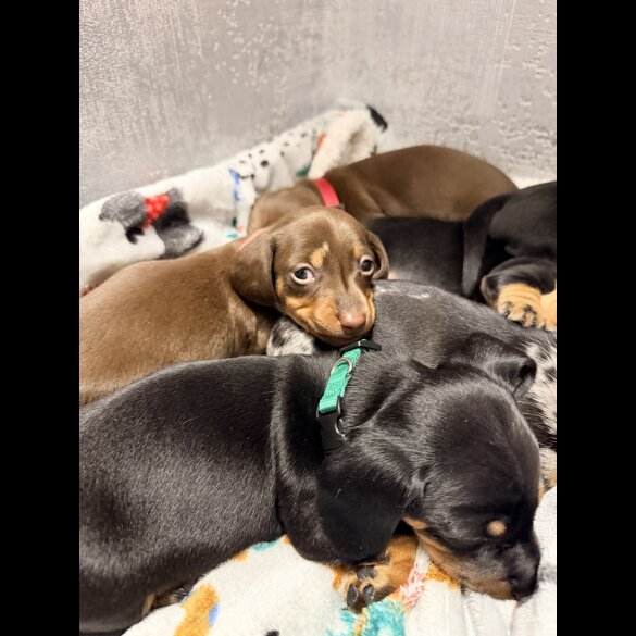 Dachshund (Miniature Smooth Haired)