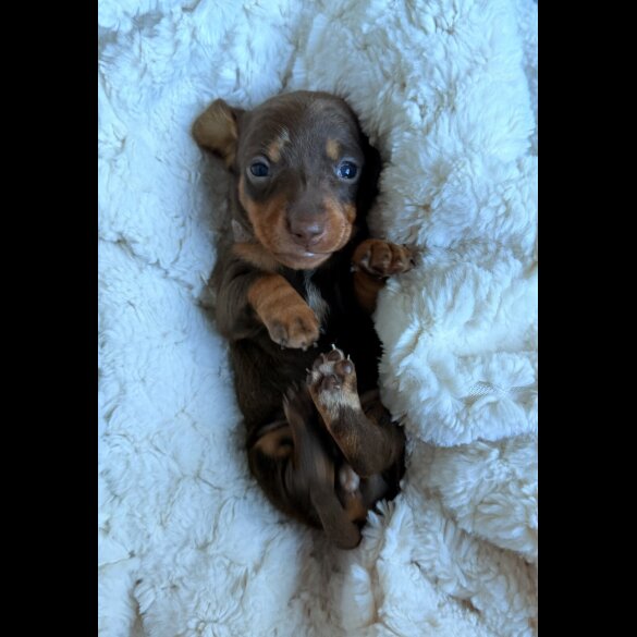 Dachshund (Miniature Smooth Haired)