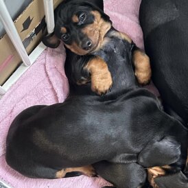 Dachshund (Miniature Smooth Haired)