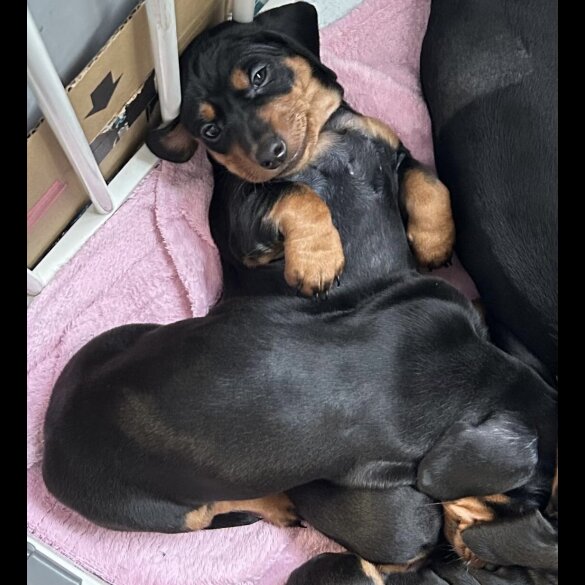 Dachshund (Miniature Smooth Haired)