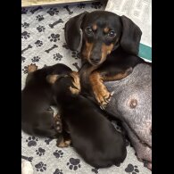 Dachshund (Miniature Smooth Haired)