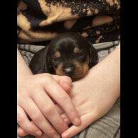 Dachshund (Miniature Smooth Haired)