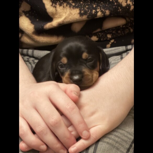 Dachshund (Miniature Smooth Haired)