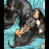 Dachshund (Miniature Smooth Haired)