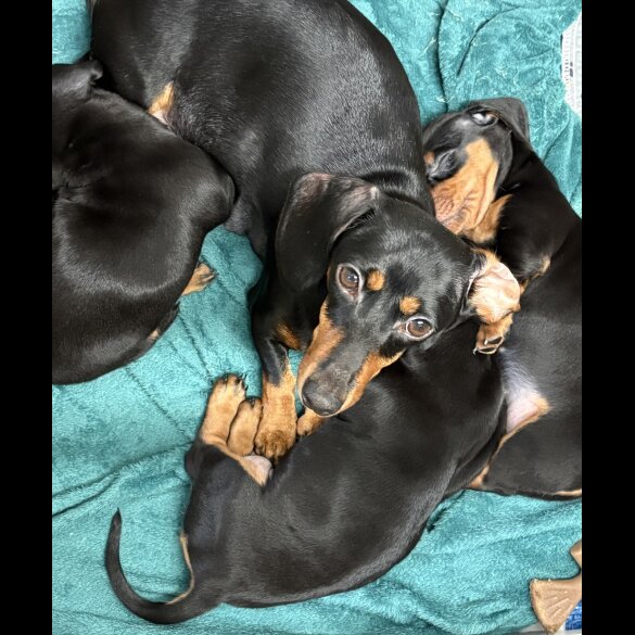 Dachshund (Miniature Smooth Haired)