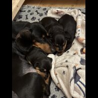 Dachshund (Miniature Smooth Haired)