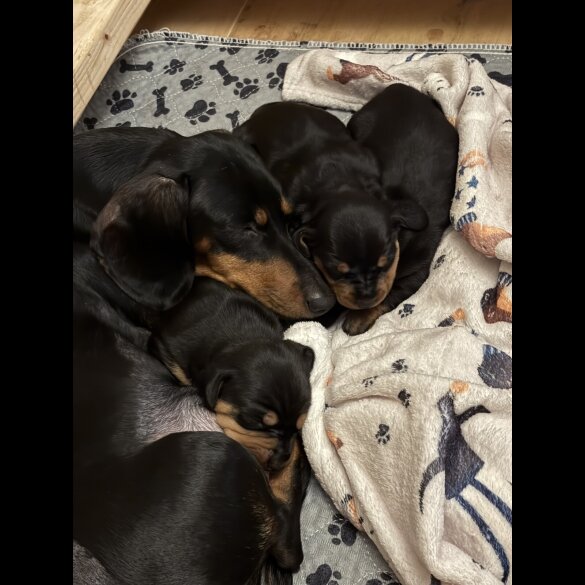 Dachshund (Miniature Smooth Haired)