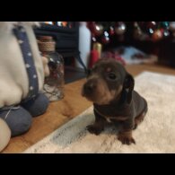 Dachshund (Miniature Smooth Haired)
