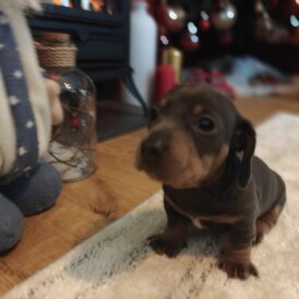 Dachshund (Miniature Smooth Haired)