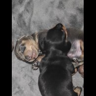 Dachshund (Miniature Smooth Haired)