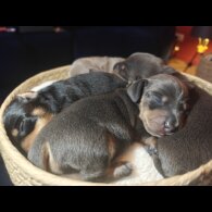 Dachshund (Miniature Smooth Haired)