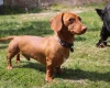 Dachshund (Miniature Smooth Haired)
