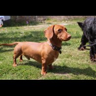 Dachshund (Miniature Smooth Haired)