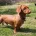 Dachshund (Miniature Smooth Haired)