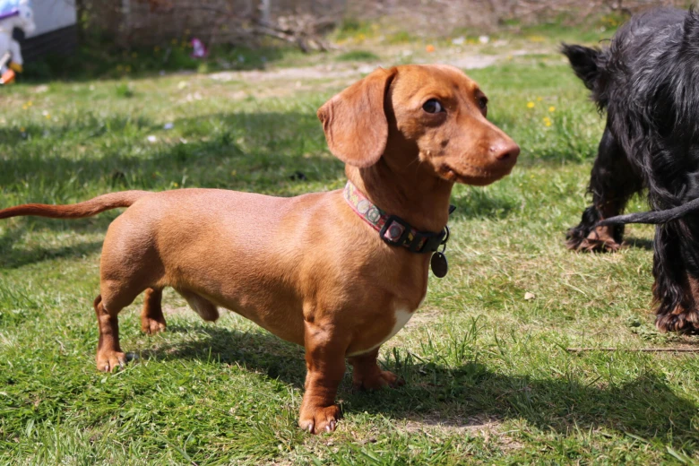 Dachshund (Miniature Smooth Haired)