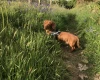 Dachshund (Miniature Smooth Haired)