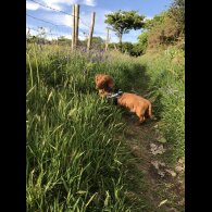 Dachshund (Miniature Smooth Haired)