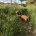 Dachshund (Miniature Smooth Haired)