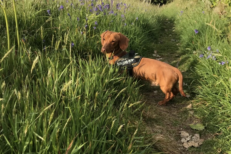Dachshund (Miniature Smooth Haired)