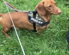 Dachshund (Miniature Smooth Haired)