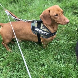 Dachshund (Miniature Smooth Haired)
