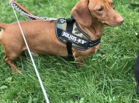 Dachshund (Miniature Smooth Haired)