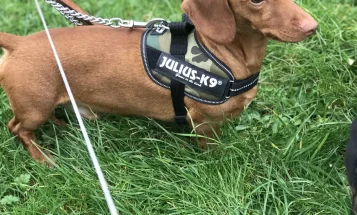 Dachshund (Miniature Smooth Haired)