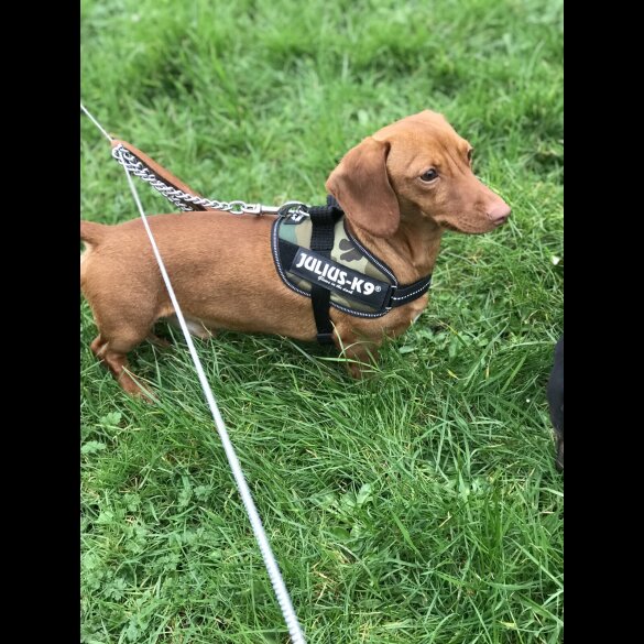 Dachshund (Miniature Smooth Haired)