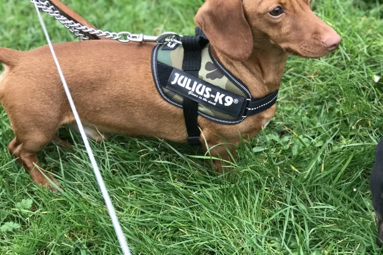 Dachshund (Miniature Smooth Haired)