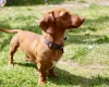 Dachshund (Miniature Smooth Haired)