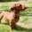 Dachshund (Miniature Smooth Haired)