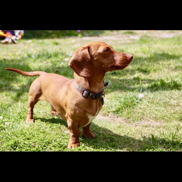 Dachshund (Miniature Smooth Haired)