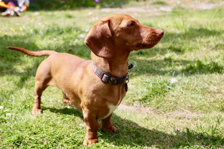 Dachshund (Miniature Smooth Haired)
